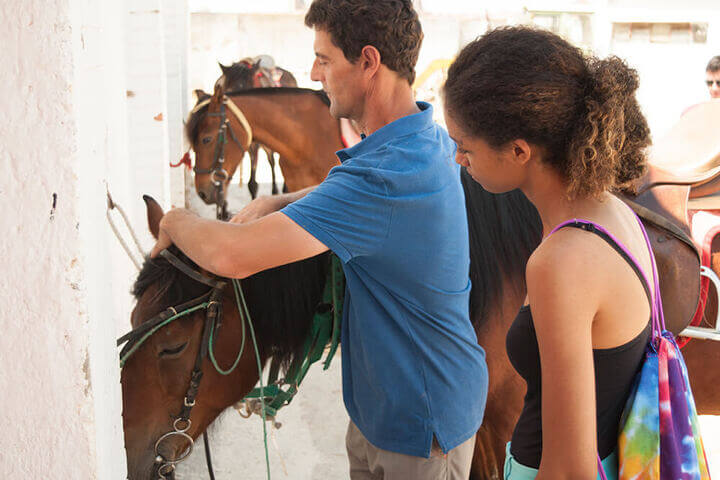 Possibility of spending time with animals -  Possibility of spending time with animals -